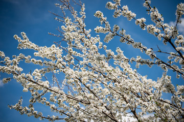 Blossoms