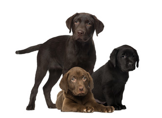 Labrador and puppies, isolated on white