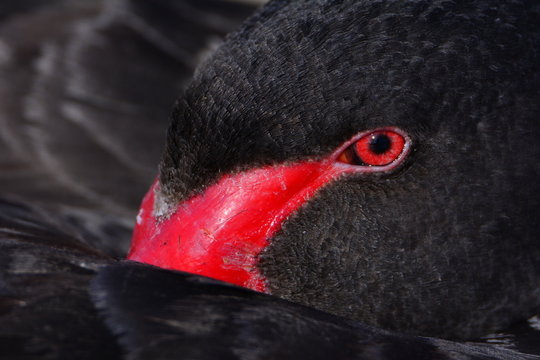 Black swan
