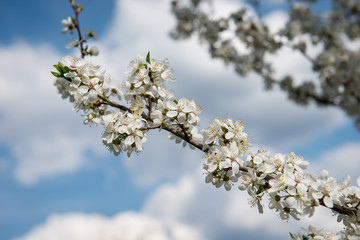 Blossom branch