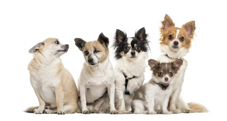 Group of chihuahua sitting, isolated on white