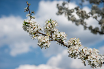 Blossom fruit