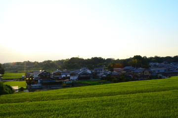 Fototapeta na wymiar 秋の田園風景