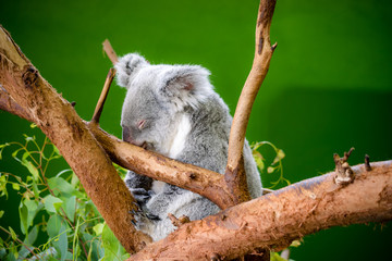 Sleeping Koala