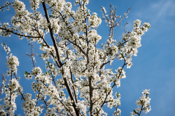 Obraz premium Blossom fruit