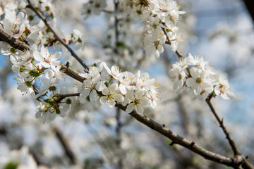 Abstract seasonal spring floral background