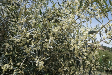 Olivenbaum blühend