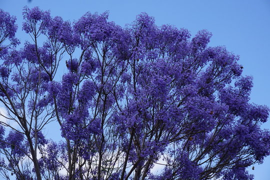Palisanderholzbaum Jacaranda