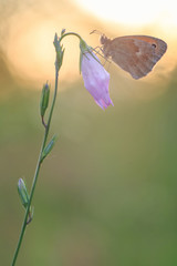 Butterfly at sunset