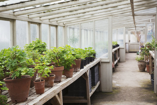 Interior view of the greenhouse with plants in terracotta pots, in a plant house. 