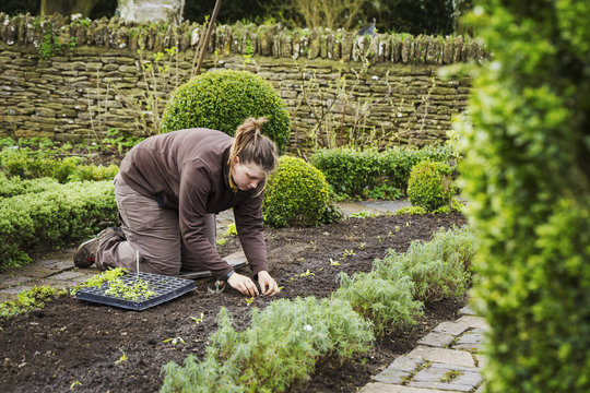 Woman planting seedlings in a bed of soil in a kitchen garden. 