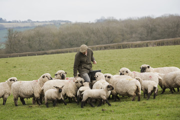 A farmer in a field feeding a flock of sheep. 