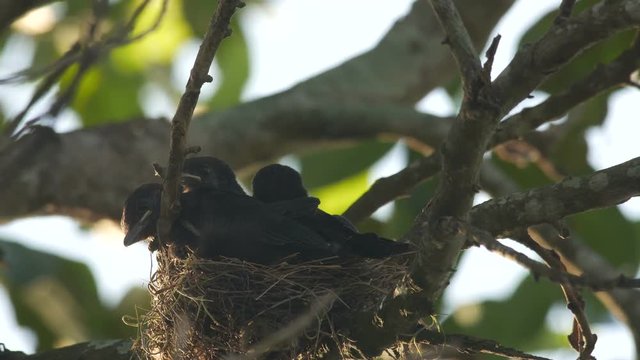 young black drongo are asking for food from their parent