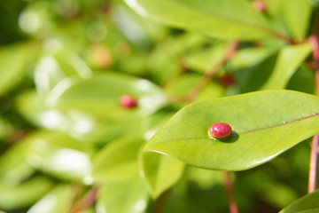 ゴール　虫えい