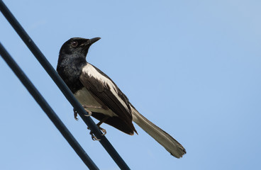 Oriental Magpie-robin perching on wire. 