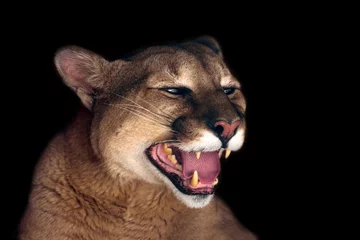 Foto auf Acrylglas Puma Schönes Puma-Porträt auf schwarzem Hintergrund isoliert