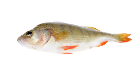 Fresh fish (Scardinius erythrophthalmus) on an isolated white background