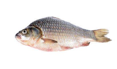 carassius - crucian carp on a white background