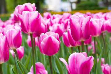 Obraz na płótnie Canvas flowers pink tulips.
