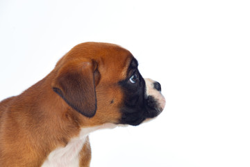 Adorable boxer puppy sitting