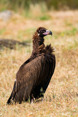 The majestic black vulture