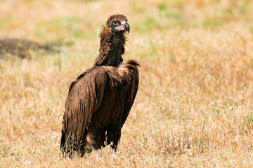 The majestic black vulture