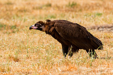 The majestic black vulture