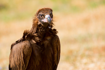 Portrait of a wild black vulture