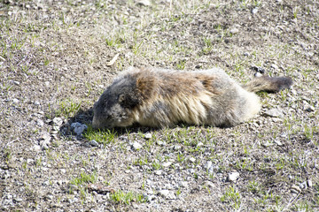 La marmotta appena uscita dal letargo,si nutre di tenera erbetta 