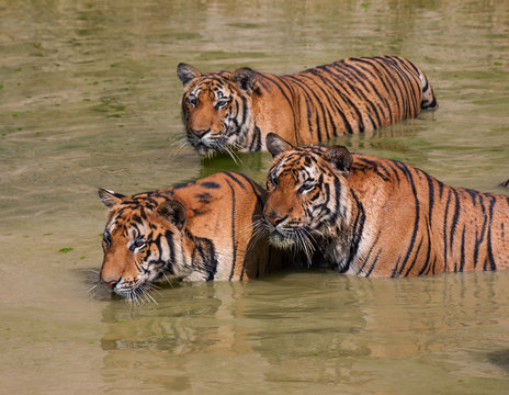 Big Indo-Chinese tigers in the lake on a hot day...  Tiger Temple, Kanchanaburi, Thailand