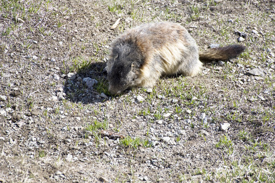 La marmotta appena uscita dal letargo,si nutre di tenera erbetta 