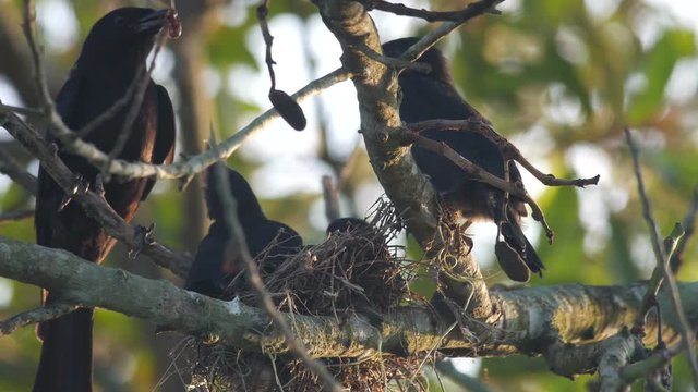 a black drongo is feeding the dragonfly as food for its offspring on the nest