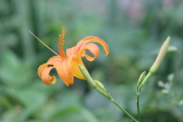 Orange Day Lilly