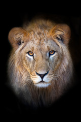 Beautiful lion portrait isolated on black background