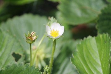Strawberry flower