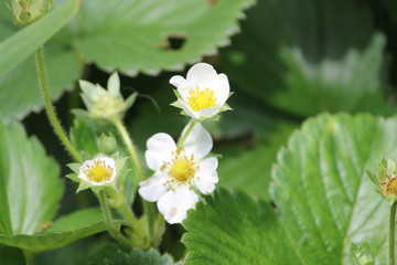 Stawberry Flowers