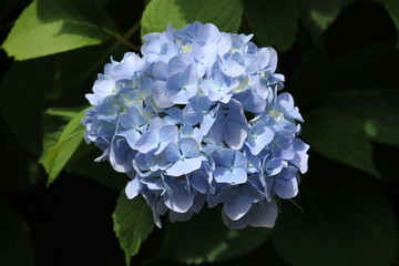 Blue hydrangea 