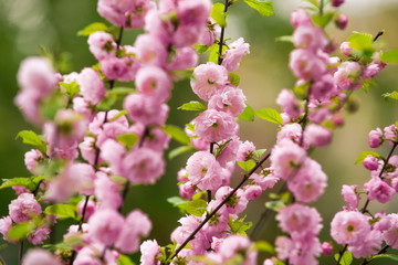 flower background in spring or summer nature in japan, design