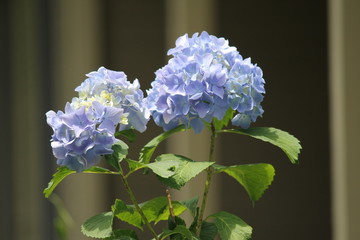 Blue hydrangeas 