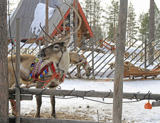 reindeer in Santa Claus village, Lapland