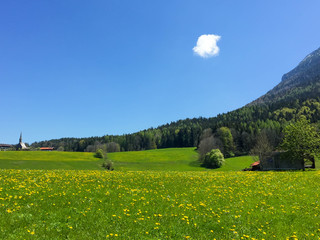 Saftige Wiese mit Löwenzahn