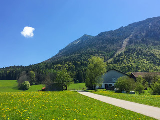 Saftige Wiese mit Löwenzahn