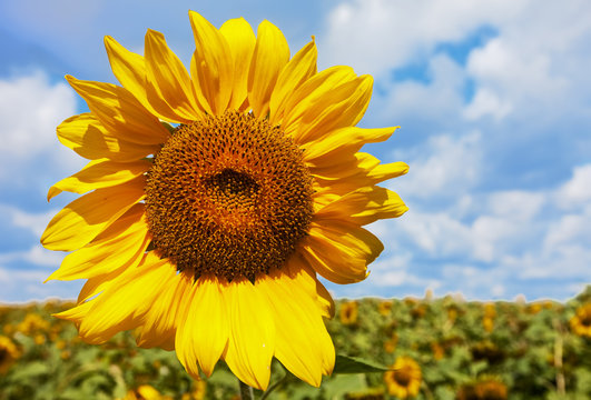 Yellow sunflower against clouds. summer landscape. nature