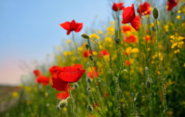 Fototapeta na wymiar colorful flowers on field