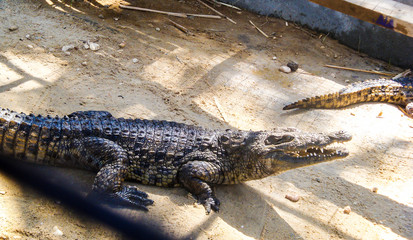 Crocodile at the zoo