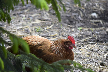 Resting chicken in free range