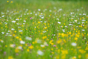 Fototapeta premium Farbenfrohe Blumenwiese