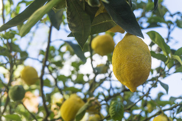 Ripe Lemon on a tree ready to be picked