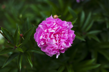 Flowers grow in the garden