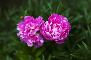 Flowers grow in the garden